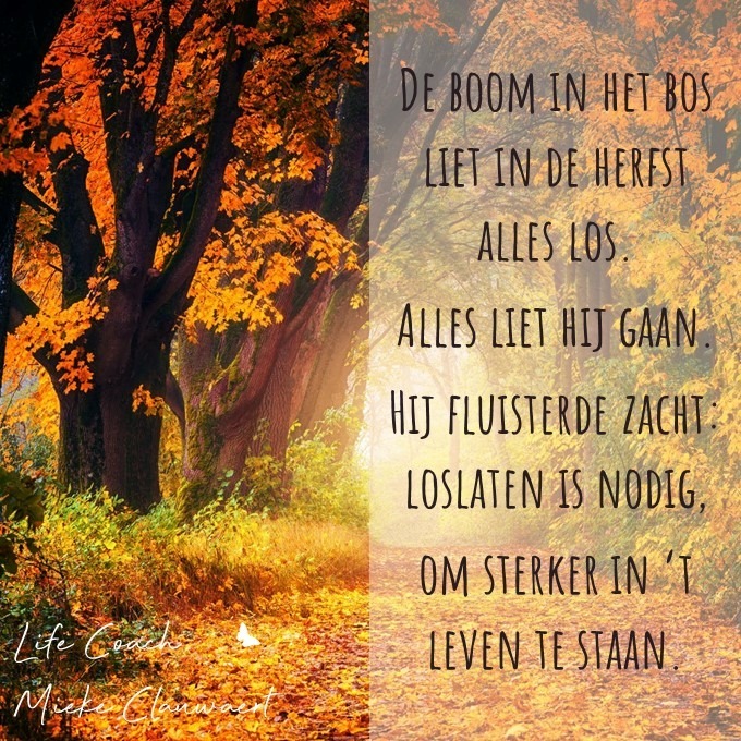 Life mindset & personal coach inspirerende quote - De boom in het bos